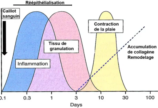 Figure 2 : schéma présentant les différentes phases de la cicatrisation