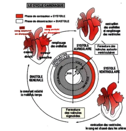 Figure 3 : Le cycle cardiaque : mécanisme de fonctionnement. Source: www.e-s- www.e-s-c.fr/images/cyclecardiaque.gif