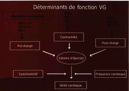 Figure 16 : Schéma simplifié montrant les principaux déterminants de  dysfonction ventriculaire gauche
