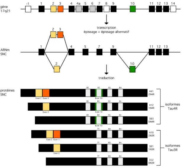 Figure 1. Expression de la protéine tau dans le SNC : gène, ARN et protéines 