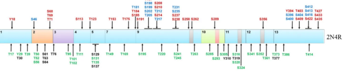 Figure 9. Sites putatifs de phosphorylation de la protéine tau 