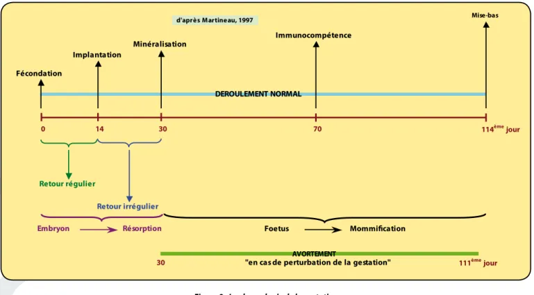 Figure 9 : La chronologie de la gestation
