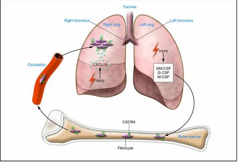 Figure  5  :  Processus  de  recrutement  des  fibrocytes  aux  sites  de  réparation  tissulaire  dans  les  poumons
