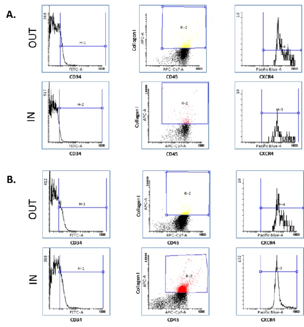 Figure 2. Representative flow cytometry analyses of circulating fibrocytes, out vs during tree pollens  season  (A)  and  grass  or  ragweed  pollens  season  (B)