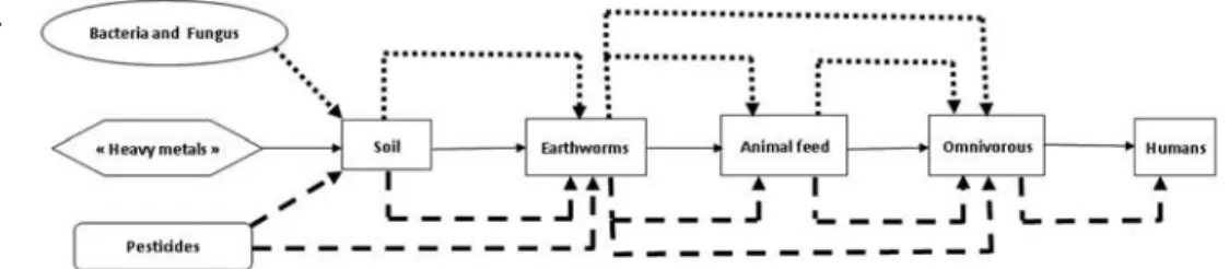 Figure 1. Pathways of biological and nonbiological risk in food chain, adapted from Gall et al.