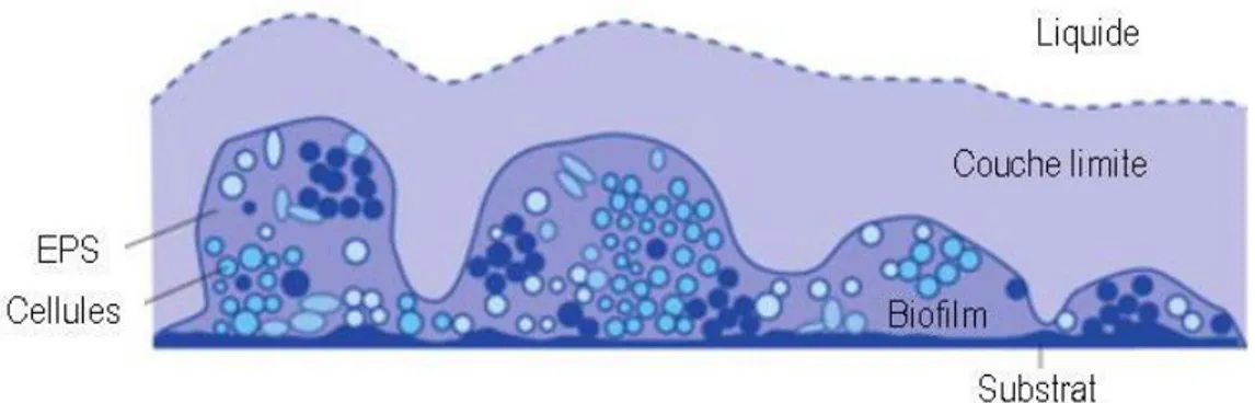 Figure  2.7  :  Schéma  représentatif  des  différents  composants  d’un  biofilm  :  liquide,  couche  limite,  biofilm et substrat (tiré de Henze et al., 2008)