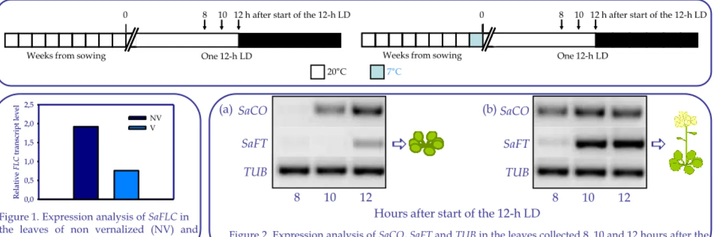 Figure 1. Expression analysis of SaFLC in the leaves of non vernalized (NV) and vernalized (V) plants.