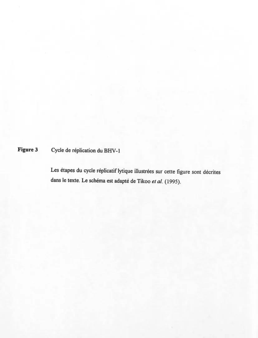 Figure 3  Cycle de réplication du BHV -1 