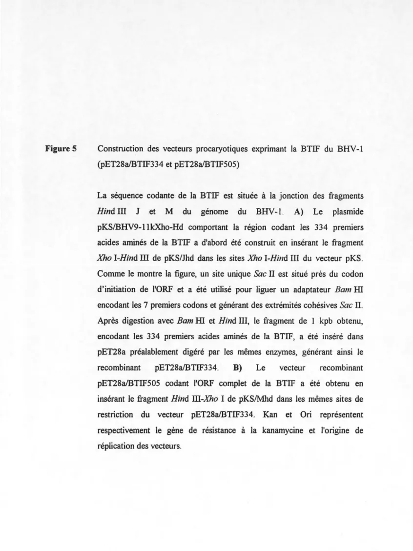 Figure 5  Construction  des  vecteurs  procaryotiques  exprimant  la  BTIF  du  BHV-1  (pET28a/BTIF334 et pET28a!BTIFSOS) 