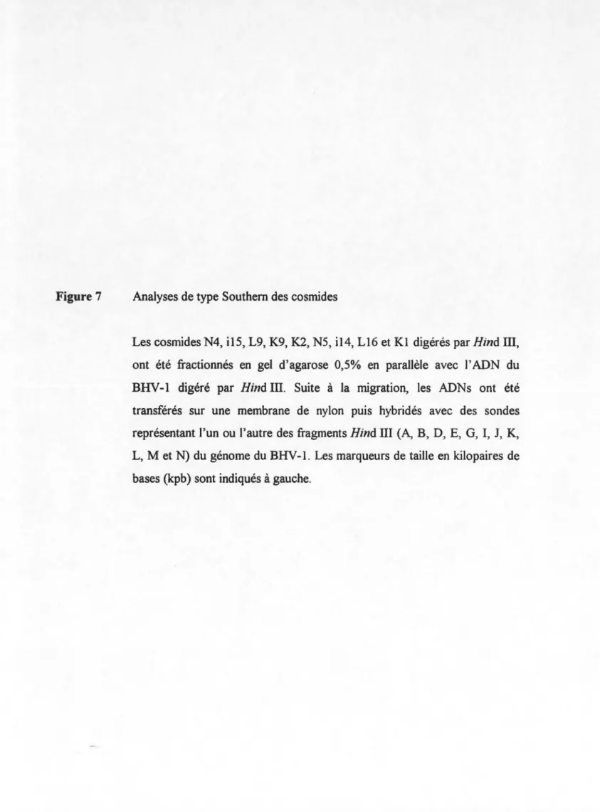 Figure 7  Analyses de type Southem des cosmides 