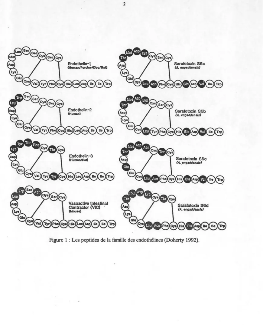 Figure  1 : Les peptides de la famille des endothélines (Doherty 1992). 