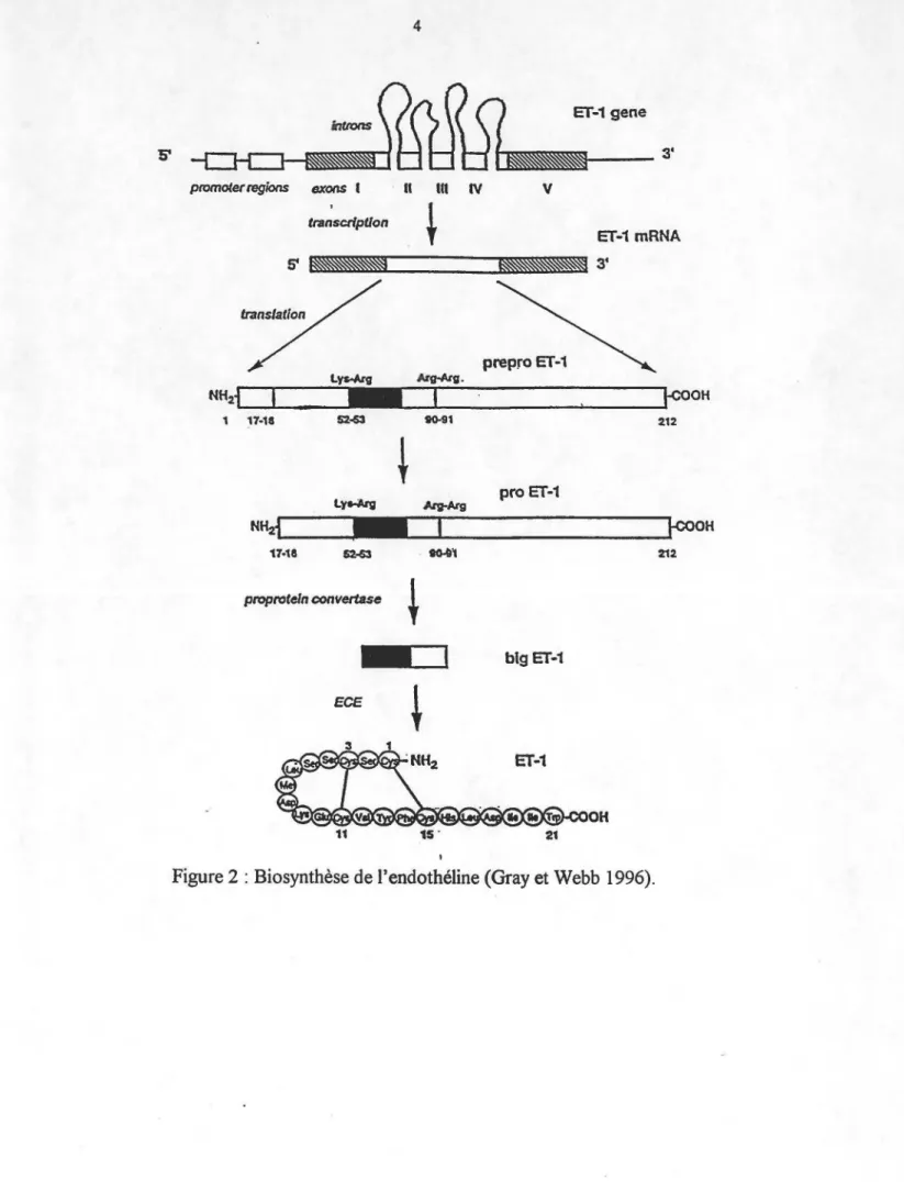 Figure 2: Biosynthèse de l'endothéline (Gray et Webb  1996). 