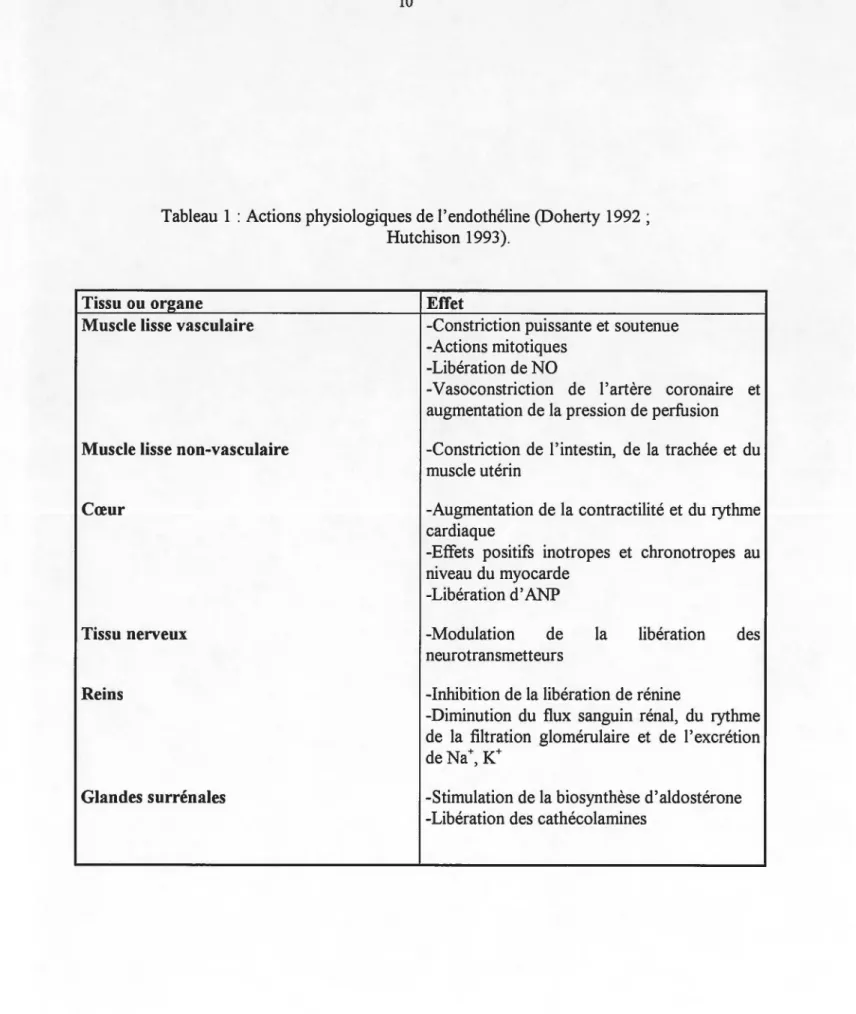 Tableau 1 : Actions physiologiques de l'endothéline (Doherty 1992 ;  Hutchison 1993). 