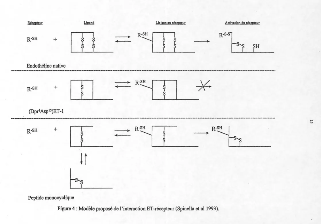 Figure 4: Modèle proposé de l'interaction ET-récepteur (Spinella et al1993). 