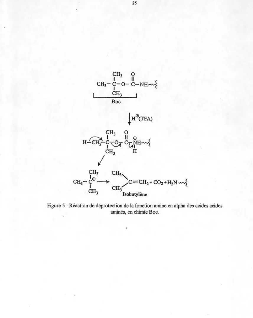 Figure 5 : Réaction de déprotection de la fonction amine en alpha des acides acides  aminés,  en chimie Boe