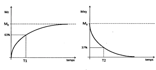 Figure  2.7 -   Repousse  de  la magnétisation  longitudinale  M z  selon  Ti  et  disparition  de de la magnétisation transverse  Mxy  selon  T 2 