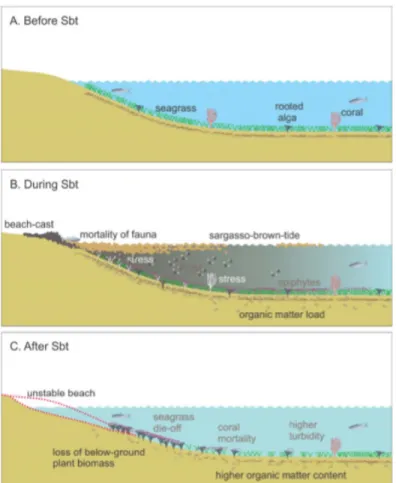 Figure 1.6 Étapes dans la dégradation de la végétation aquatique à la suite d’un épisode de Sargassum  (tiré de : van Tussenbroek et al., 2017, p