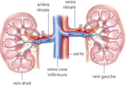 Figure 7: Circulation du sang dans les reins 