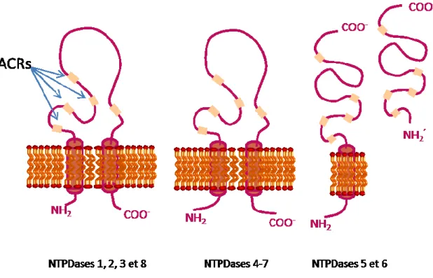 Figure 9: Structures des NTPDases (Adapté de Zimmermann et al. 2002) 