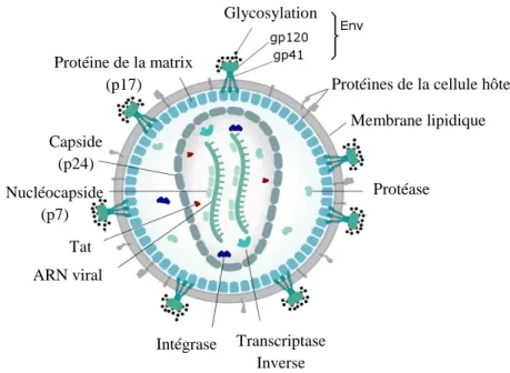 Figure 4: Structure protéique du VIH et VIS  Adapté de [44,45] 