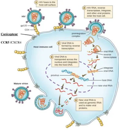 Figure 5: Cycle viral du VIH-1  Adapté de [92] 