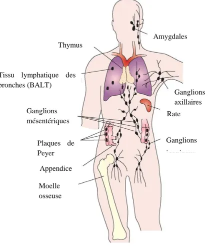 Figure 9: Le système lymphatique  Adapté de [132] 