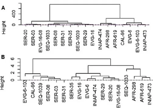 Figure  6.  Dendrogram of similitude of 17 common bean genotypes. (A)  Productive and  phenological variables