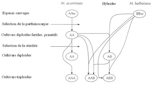 Figure  1 :  Evolution  des  principaux  groupes  génomiques  de  la  série  Eumusa  (Tiré  de  Jones,  2000)