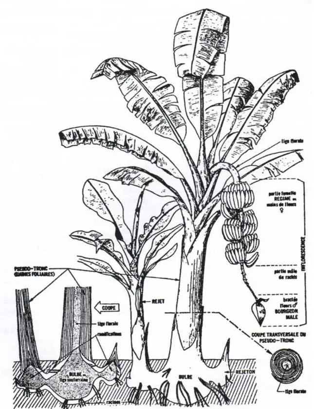 Figure 2: Représentation de l’organisation du bananier et de ses rejets (tiré de Champion, 1963)