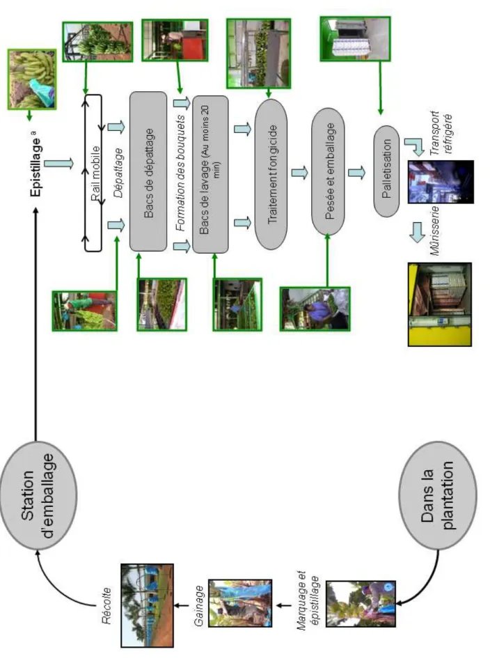 Figure 3: Opérations successives réalisées du champ à la commercialisation (modifié de Lassois et al., accepted).a : l’épistillage est réalisé en station de conditionnement lorsqu’il n’a pas été effectué préalablement au champ