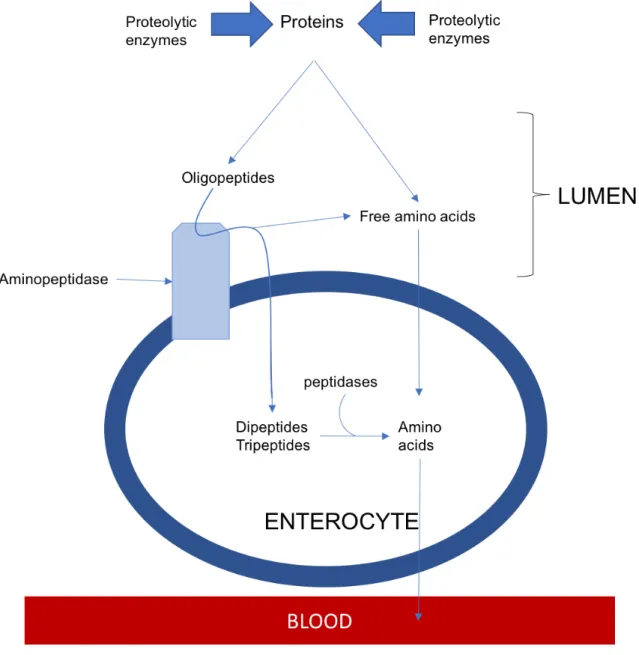 Figure  1-1  Digestion and absorption of proteins and amino acids  