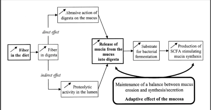 Figure    1-6  Hypothetical  effects  of  dietary  fiber  on  the  balance  between  mucus  erosion  releasing  mucin  into  the  gut  lumen  and  synthesis  and  secretion  of  mucin  from  the  goblet  cells