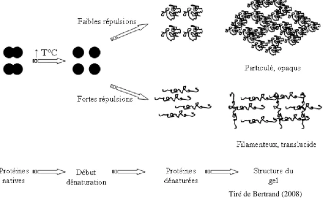 Figure 2.3 : Les différentes étapes de gélification de protéines du lactosérum. 