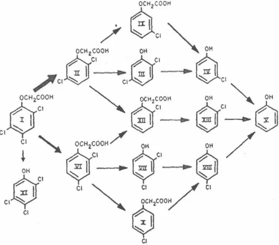 Figure 4- Voies de dégradation du 2,4,5-T  Tiré de Gibson et Suflita ( 1990) 