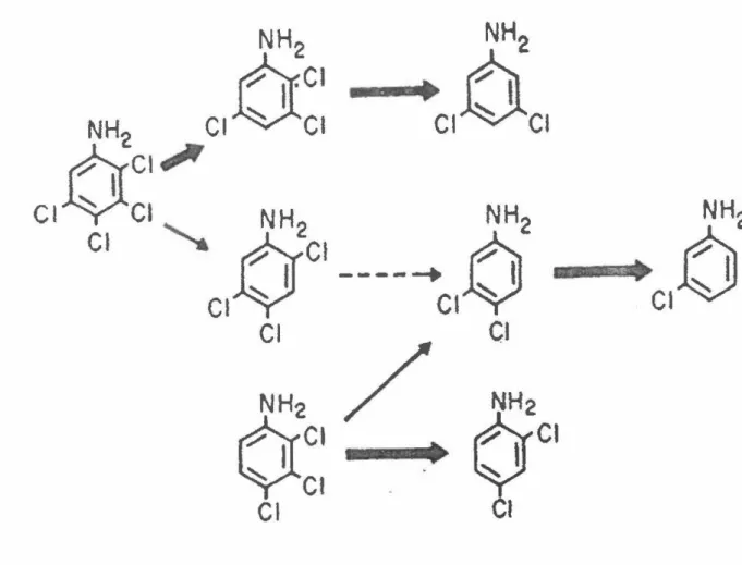 Figure 5 - Voies de dégradation du 2,3,4,5-tétrachloroaniline et du 2,3,4- 2,3,4-trichloroaniline 