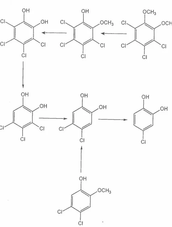 Figure 7- Voie de dégradation du tétrachlorovératrole et du 3,4-dichloroguaiacol  Tiré de Woods  et al