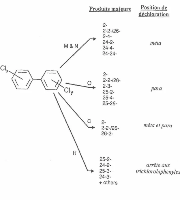 Figure 8 -Patrons de déchloration les  plus communs des  biphénylpolychlorés  Tiré de Tiedje et al