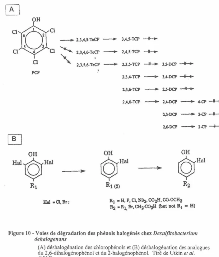 Figure 10- Voies de dégradation des phénols halogénés chez  Desuljitobacterium  deltalogena11s 