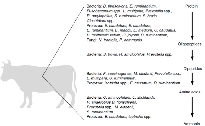 Figure 2: Dégradation des composés azotés dans le rumen. Tirée de Walker et al. (2005)