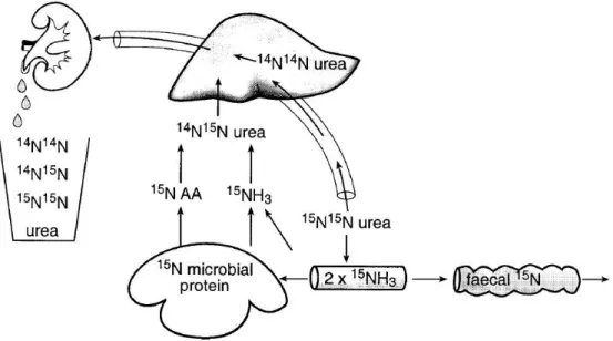 Figure 4: Cycle de l’urée à l’aide d’isotopes de l’azote. Tirée de Lapierre et Lobley (2001)