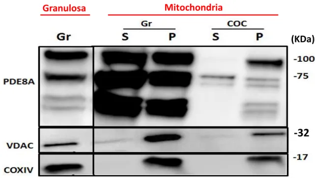 Figure 2.4 : Western blot detection of PDE8A in isolated mitochondria