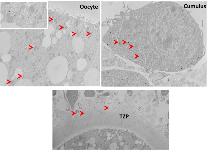 Figure 2.6 : Immunoelectron microscopy localisation of PDE8A in cumulus-oocyte complex 