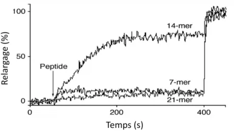 Figure 6 – Relargage de la calcéine des analogues du 21-mère dans des vésicules de  EYPC 55 