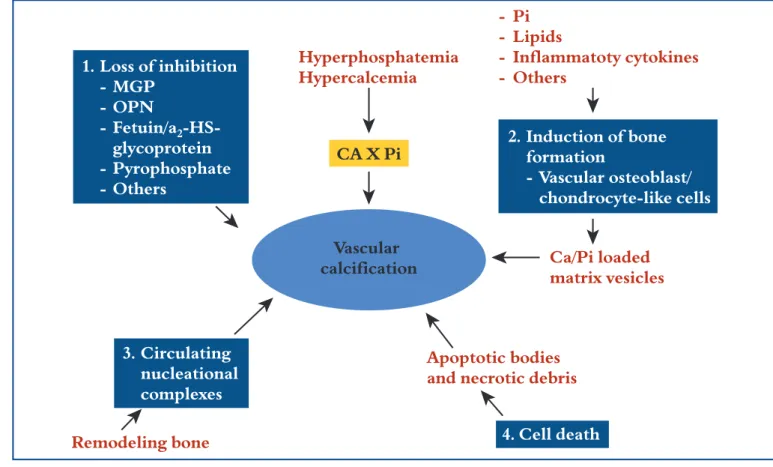 Figure 4. Four non-mutually exclusive theories for vascular calcification. (1) Loss of inhibition as a result of deficiency of consti- consti-tutively expressed tissue-derived and circulating mineralization inhibitors leads to default apatite deposition