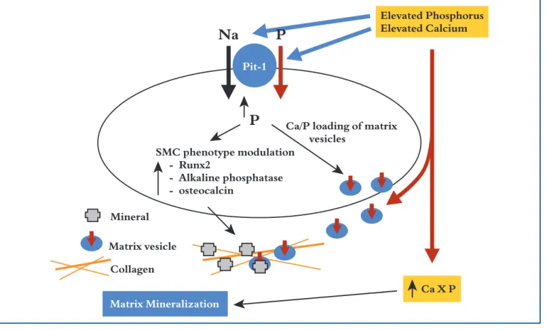 Figure 5. Proposed model for the effects of elevated Ca and P on vascular smooth muscle cell (VSMC) matrix mineralization
