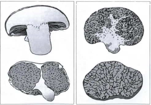 Figure 1. Évolution de la morphologie  des champignons hypogés 