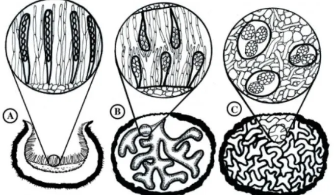 Figure 2. Évolution de la morphologie des champignons  hypogés ascomycètes. 