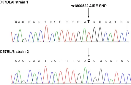 Figure 1: Analysis of AIRE genomic sequences encompassing the rs1800522 SNP in humans and mice