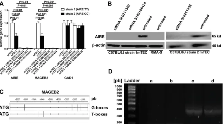 Figure 2A shows that relative AIRE and MAGEB2 gene  expressions  were  significantly  higher  in  mTECs  from  strain 1 than in those from strain 2 mice, and that AIRE 