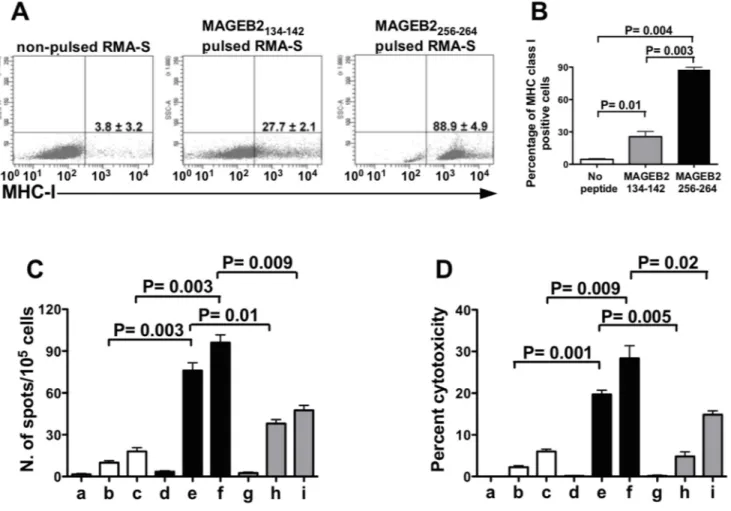 Figure  3:  Frequency  and  cytotoxic  activity  of  MAGEB2 256-264   peptide-specific  CD8+  T  cells